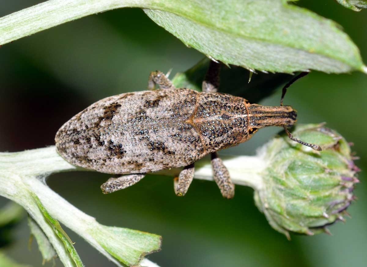 Cleonis pigra, Curculionidae