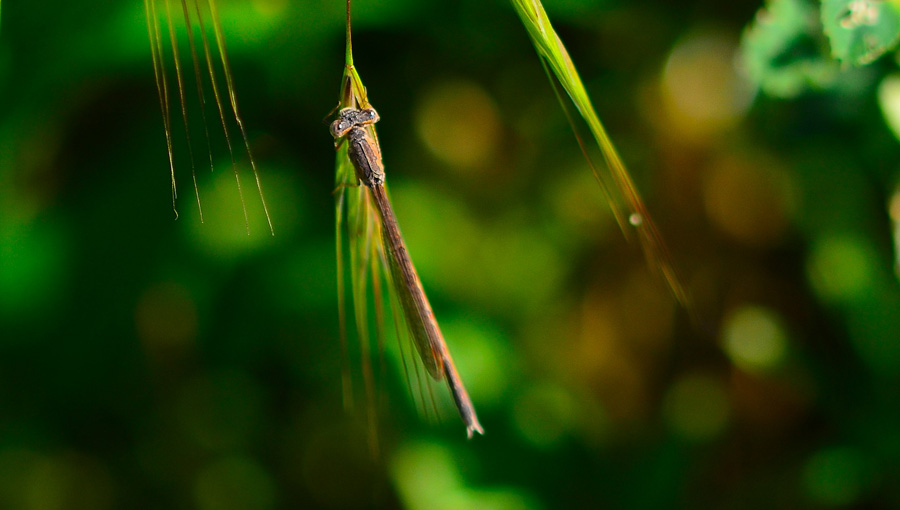 Da identificare: Sympecma paedisca