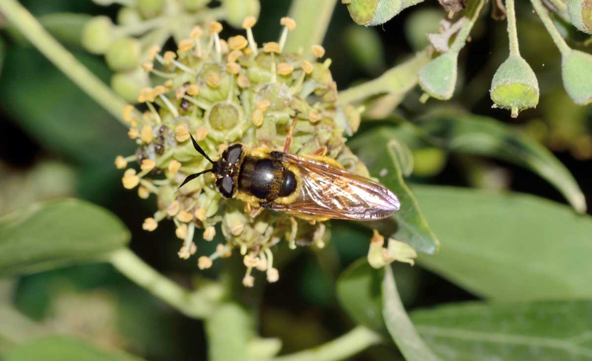 Callicera cfr spinolae, femmina.