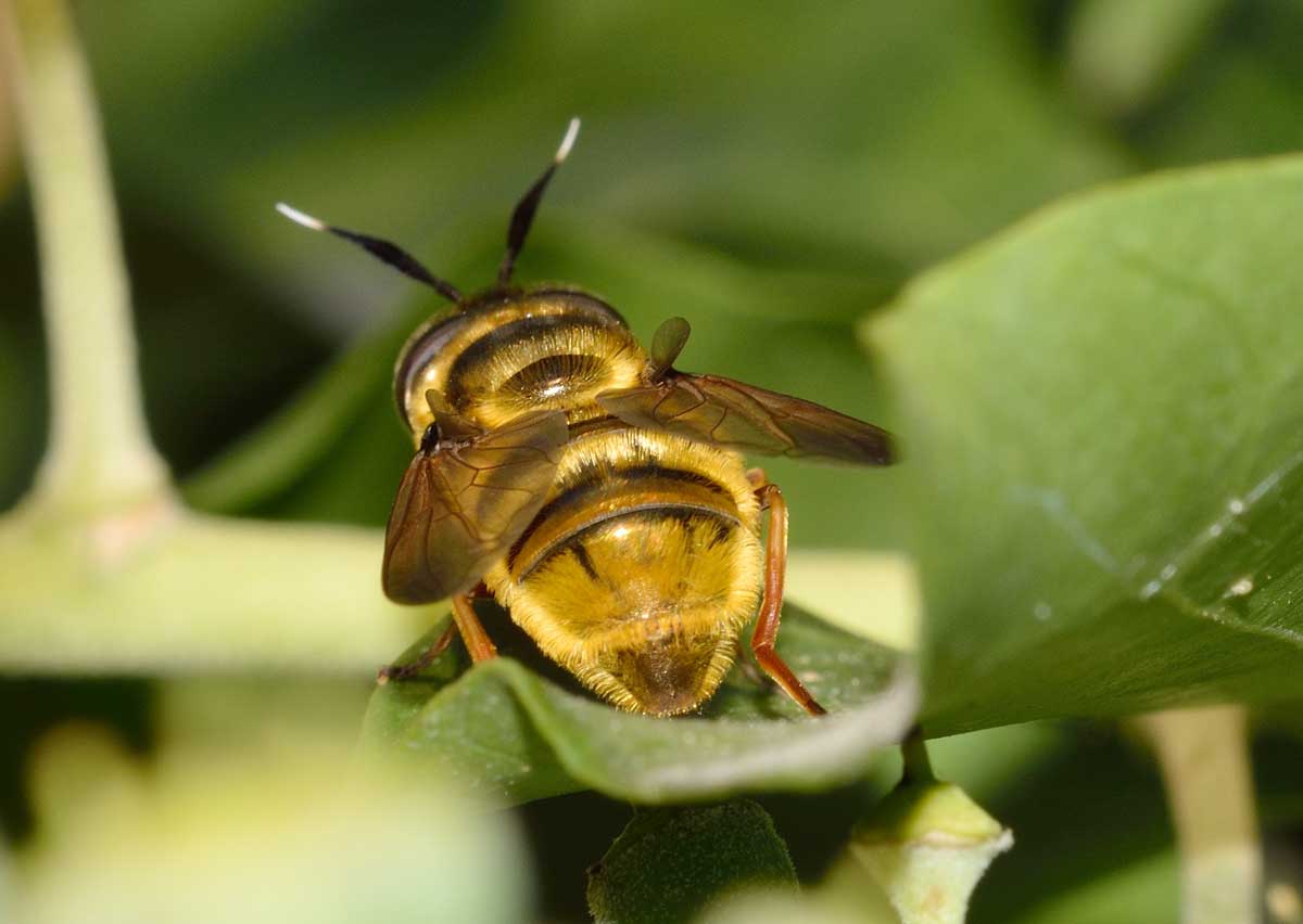 Callicera cfr spinolae, femmina.