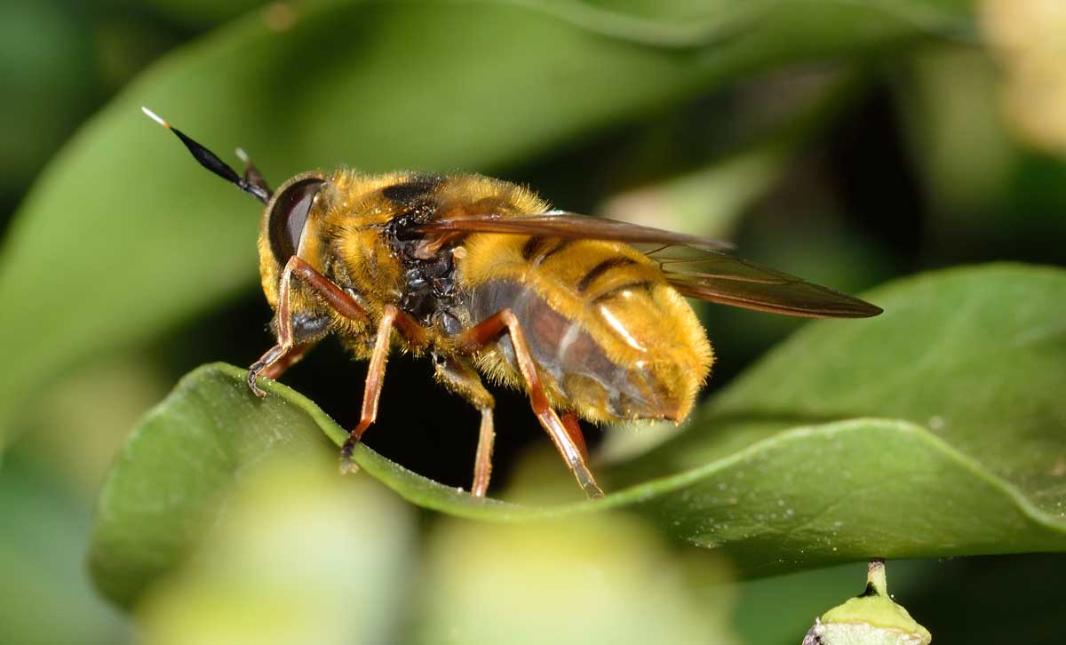 Callicera cfr spinolae, femmina.