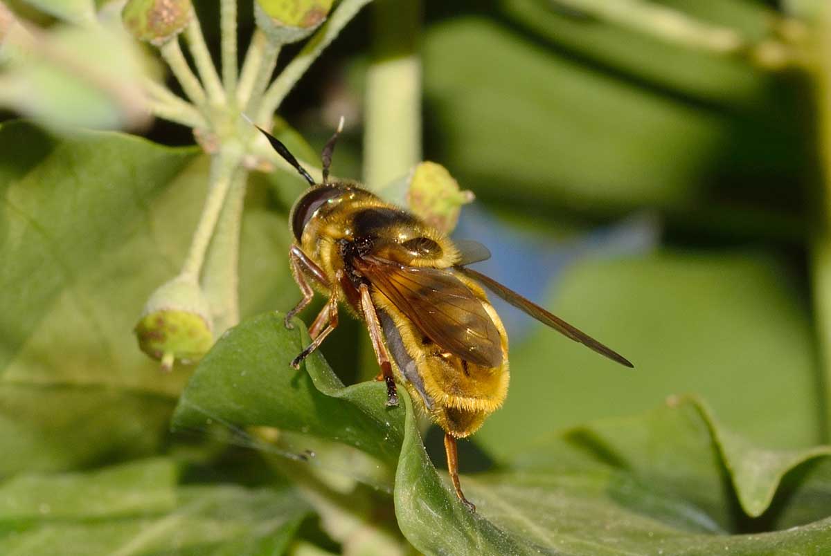 Callicera cfr spinolae, femmina.