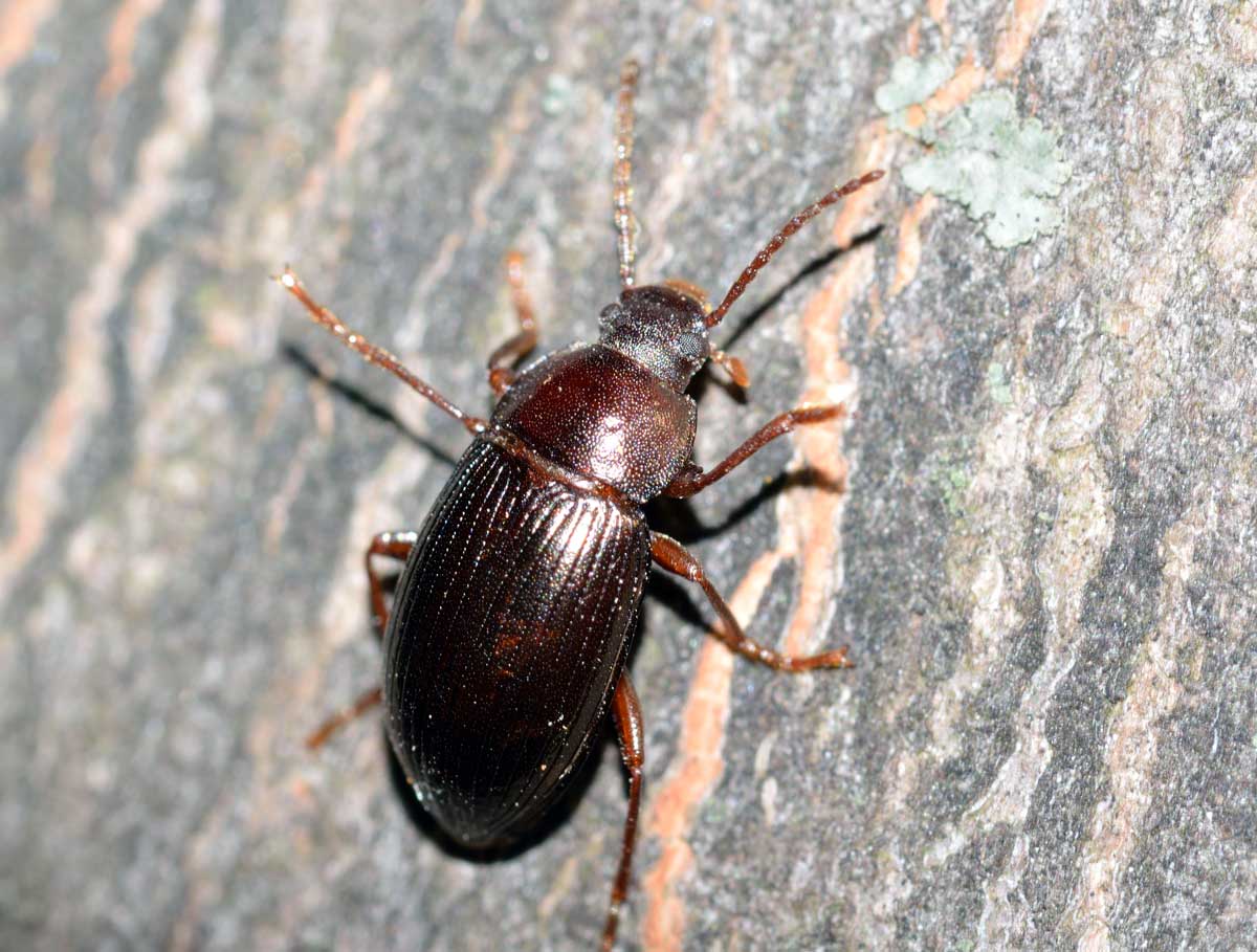 Nalassus cfr. dryadophilus, Tenebrionidae