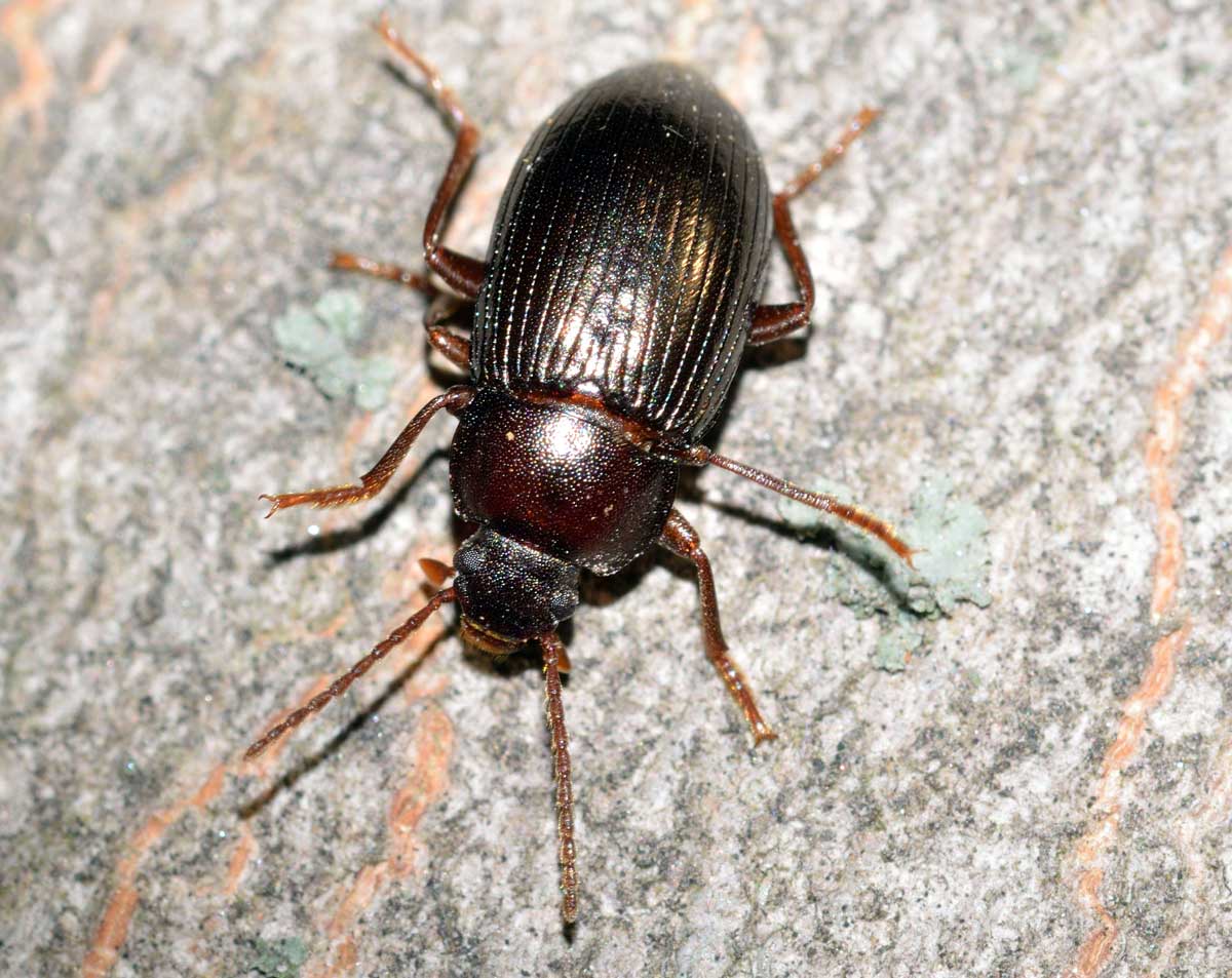 Nalassus cfr. dryadophilus, Tenebrionidae