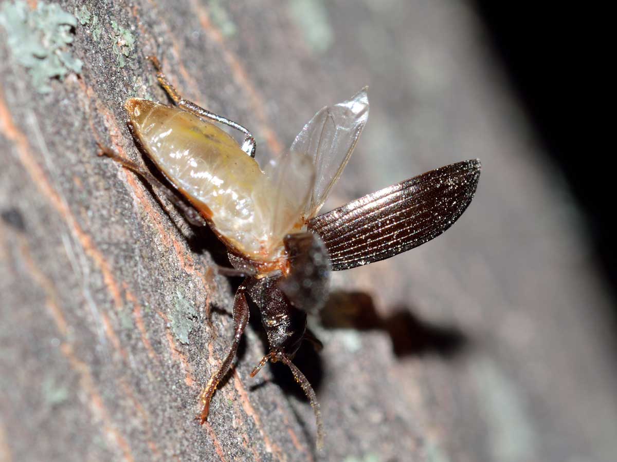 Nalassus cfr. dryadophilus, Tenebrionidae
