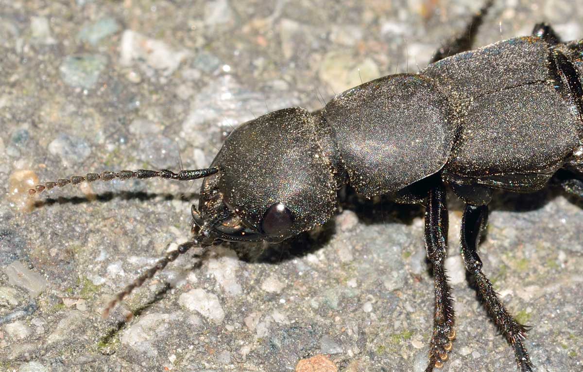 Ocypus olens, Staphylinidae