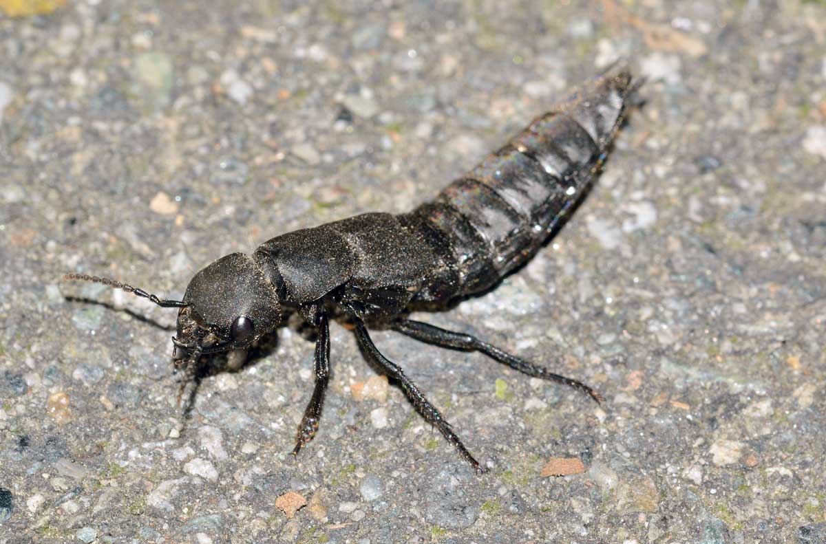 Ocypus olens, Staphylinidae