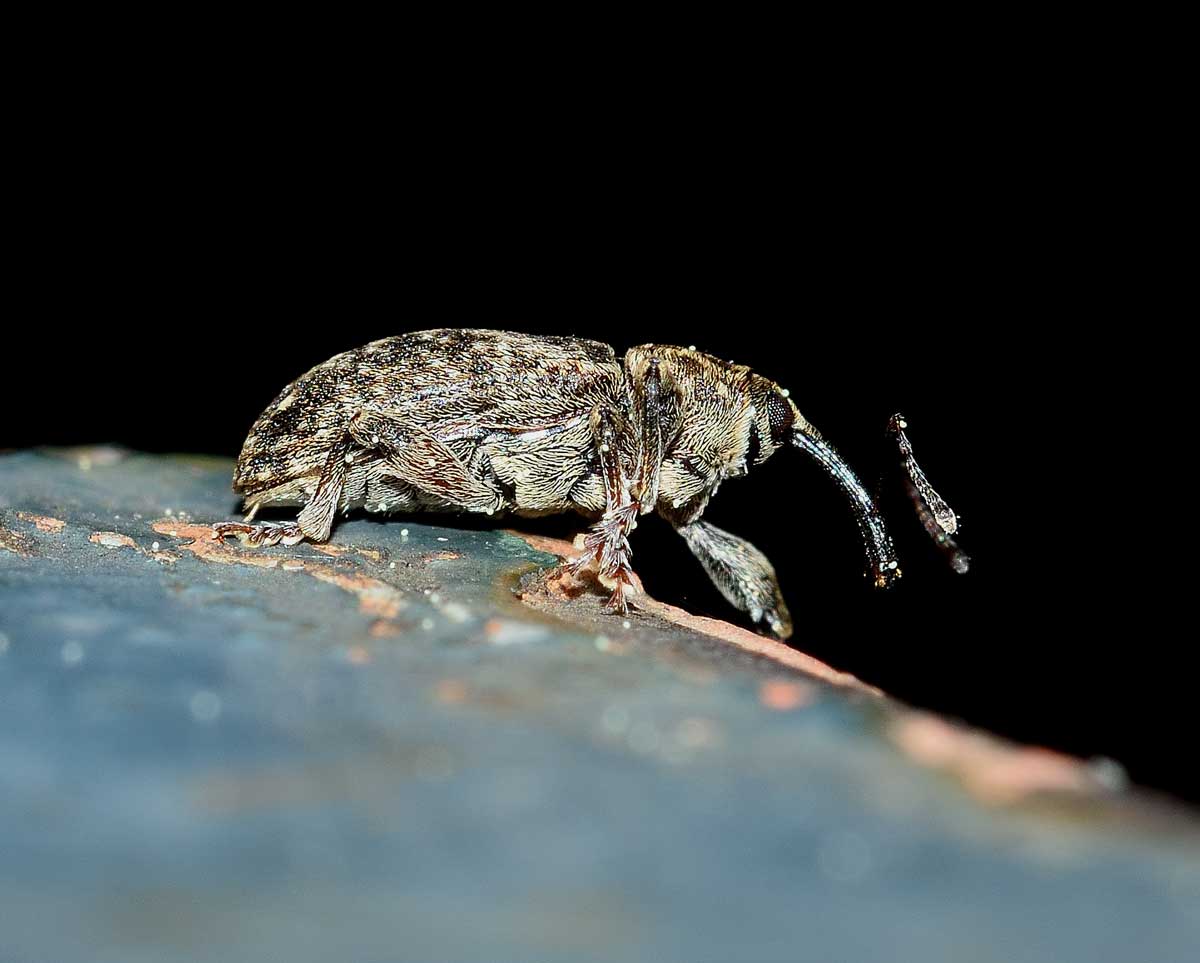 Dorytomus tremulae - Curculionidae