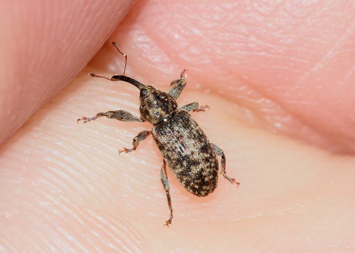 Dorytomus tremulae - Curculionidae