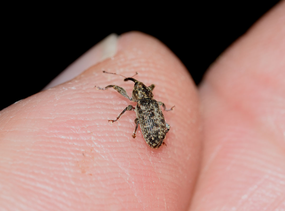 Dorytomus tremulae - Curculionidae