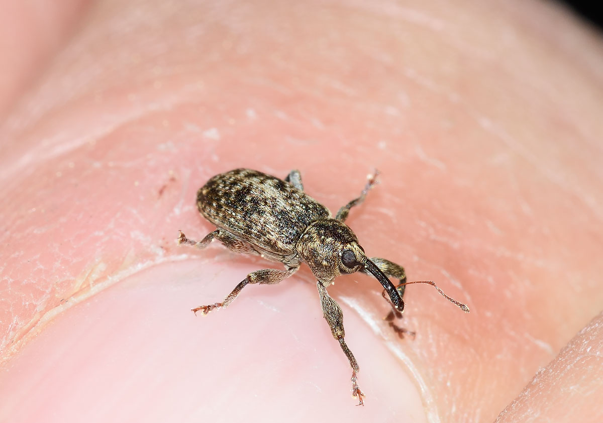 Dorytomus tremulae - Curculionidae