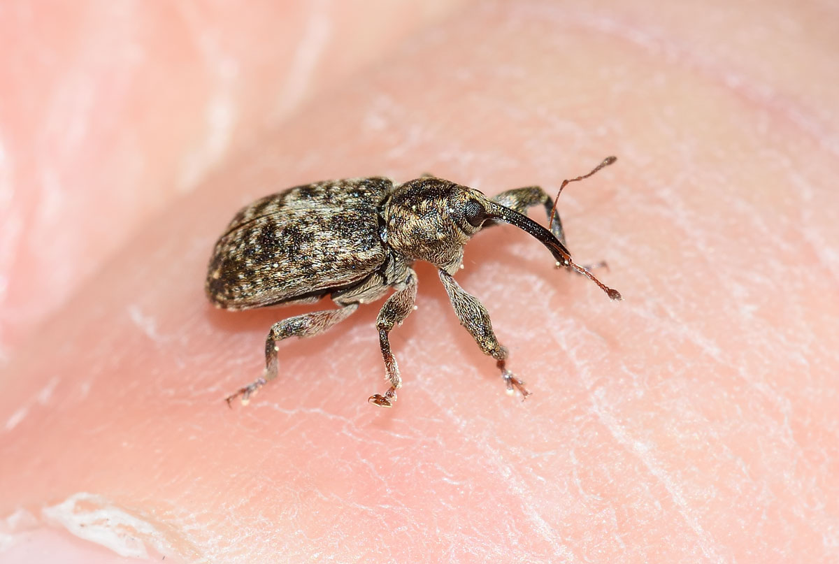 Dorytomus tremulae - Curculionidae
