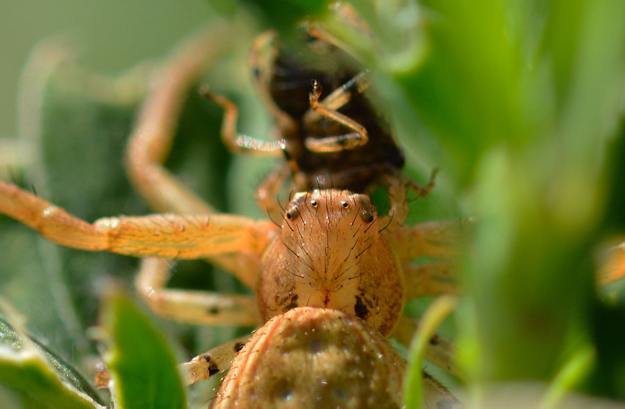 Xysticus sp. con preda - Novara