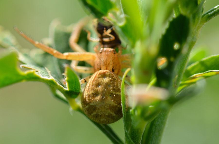 Xysticus sp. con preda - Novara