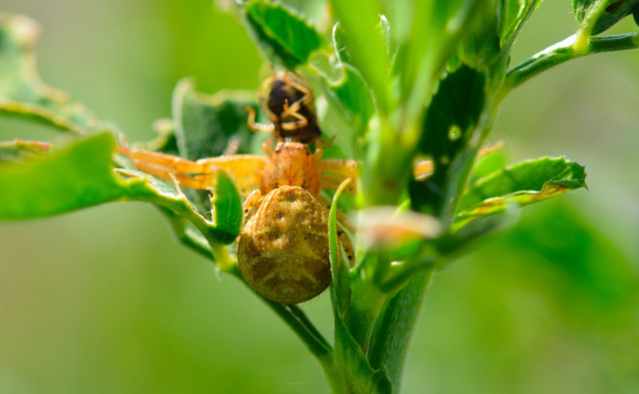 Xysticus sp. con preda - Novara