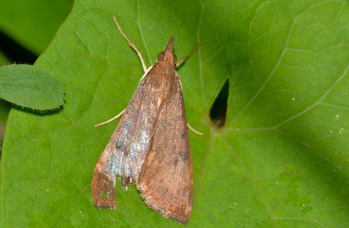 Uresiphita gilvata  Crambidae