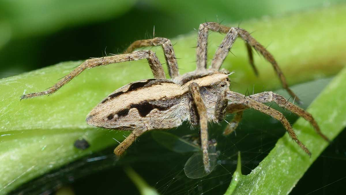 Pisaura sp.  - Novara