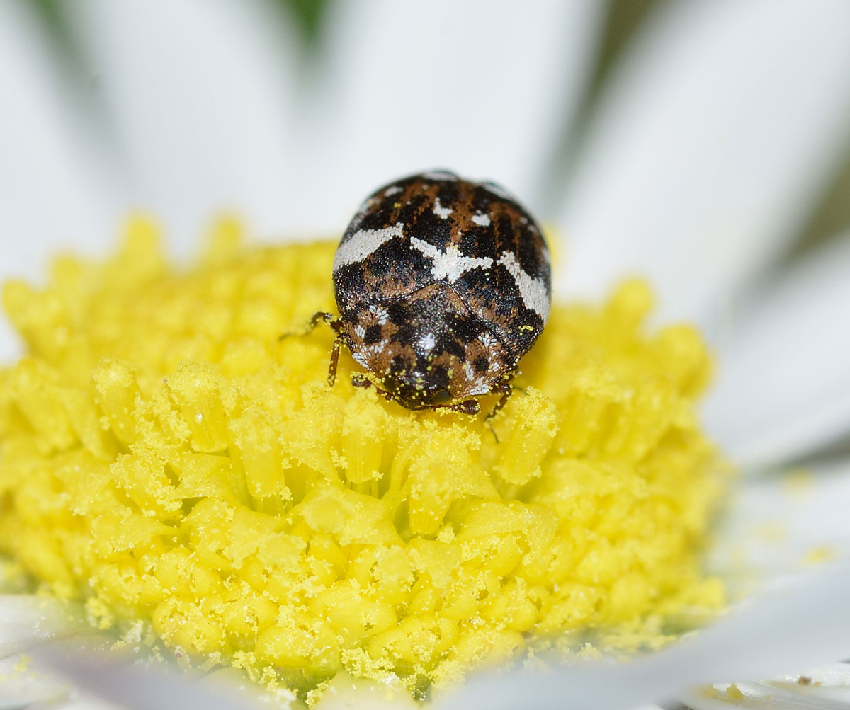 Anthrenus delicatus (cfr),  Dermestidae