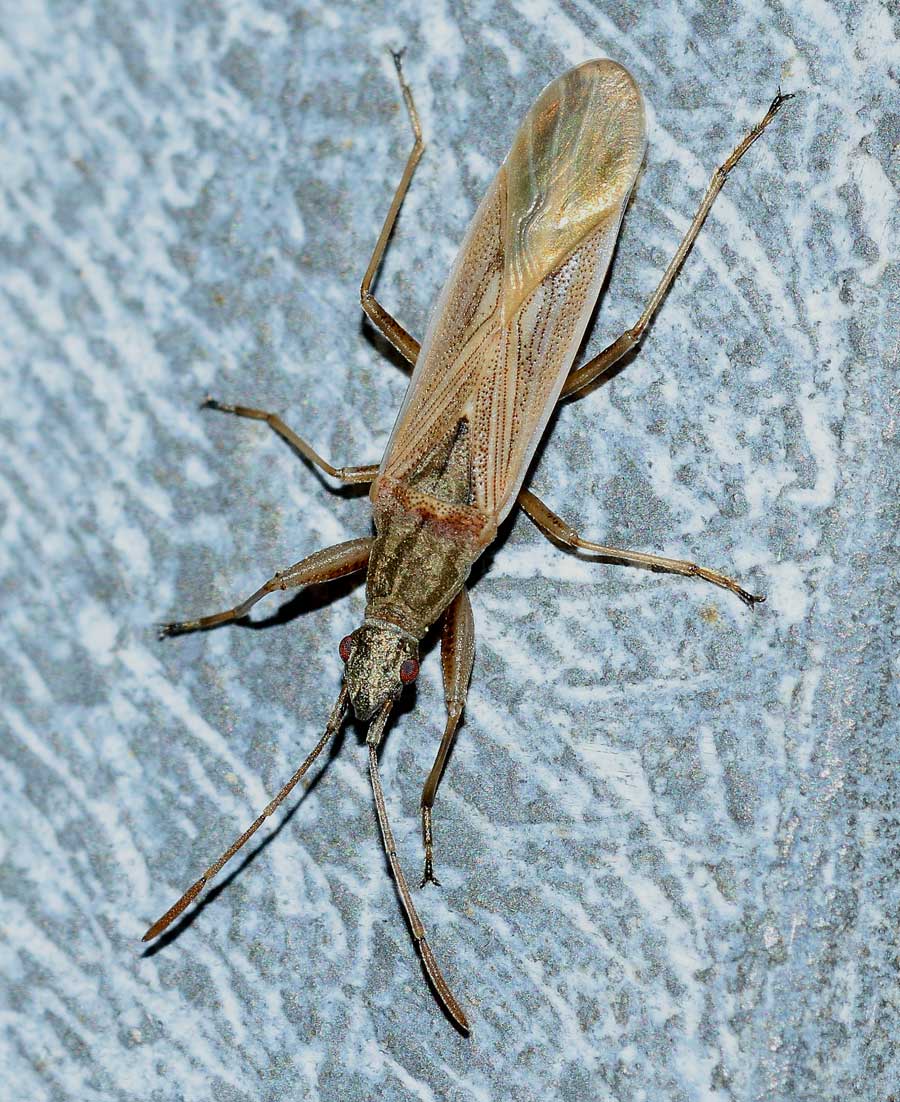Lygaeidae: Paromius gracilis