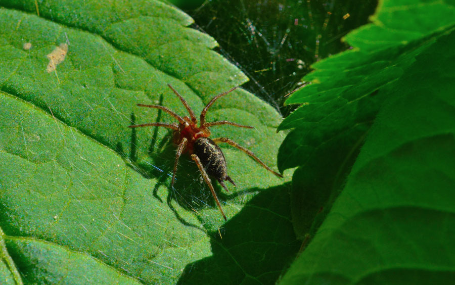 Giovane di Agelena labyrinthica - Novara