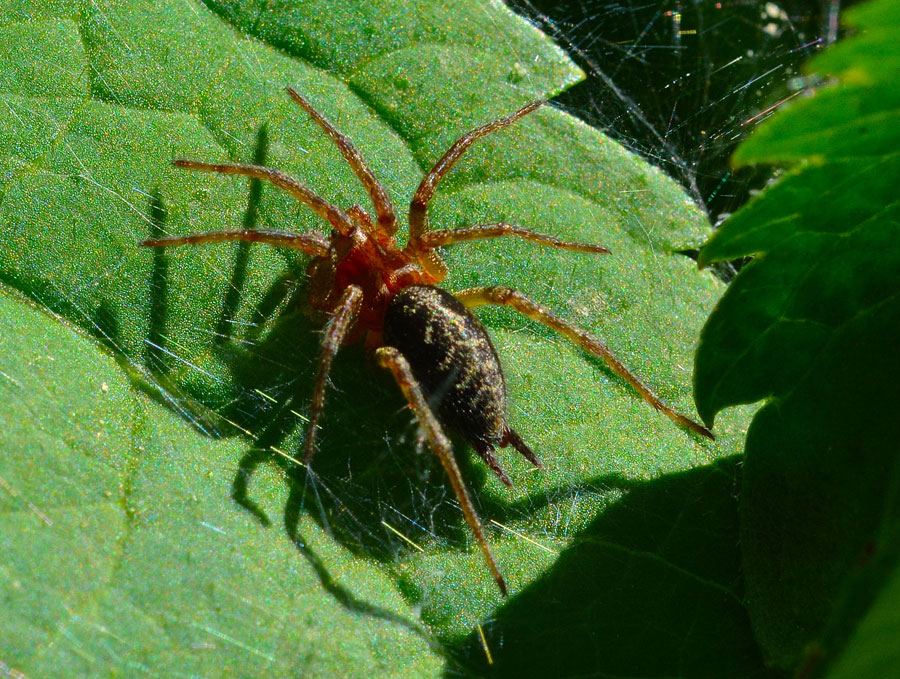Giovane di Agelena labyrinthica - Novara