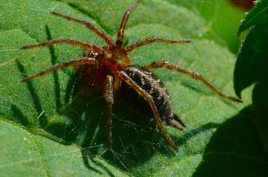 Giovane di Agelena labyrinthica - Novara