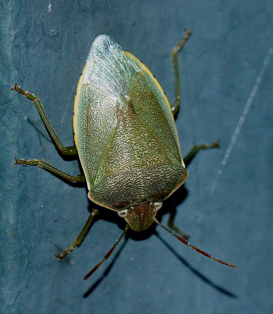 Pentatomidae: Acrosternum heegeri