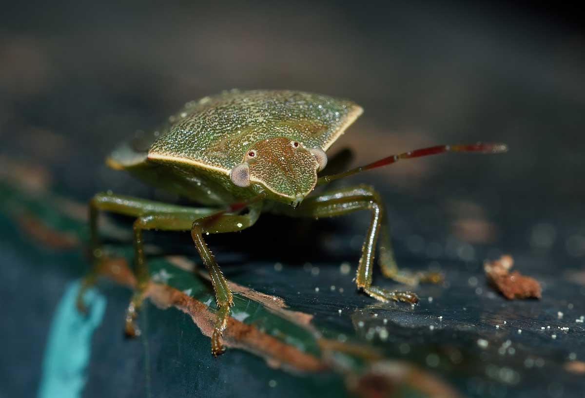 Pentatomidae: Acrosternum heegeri