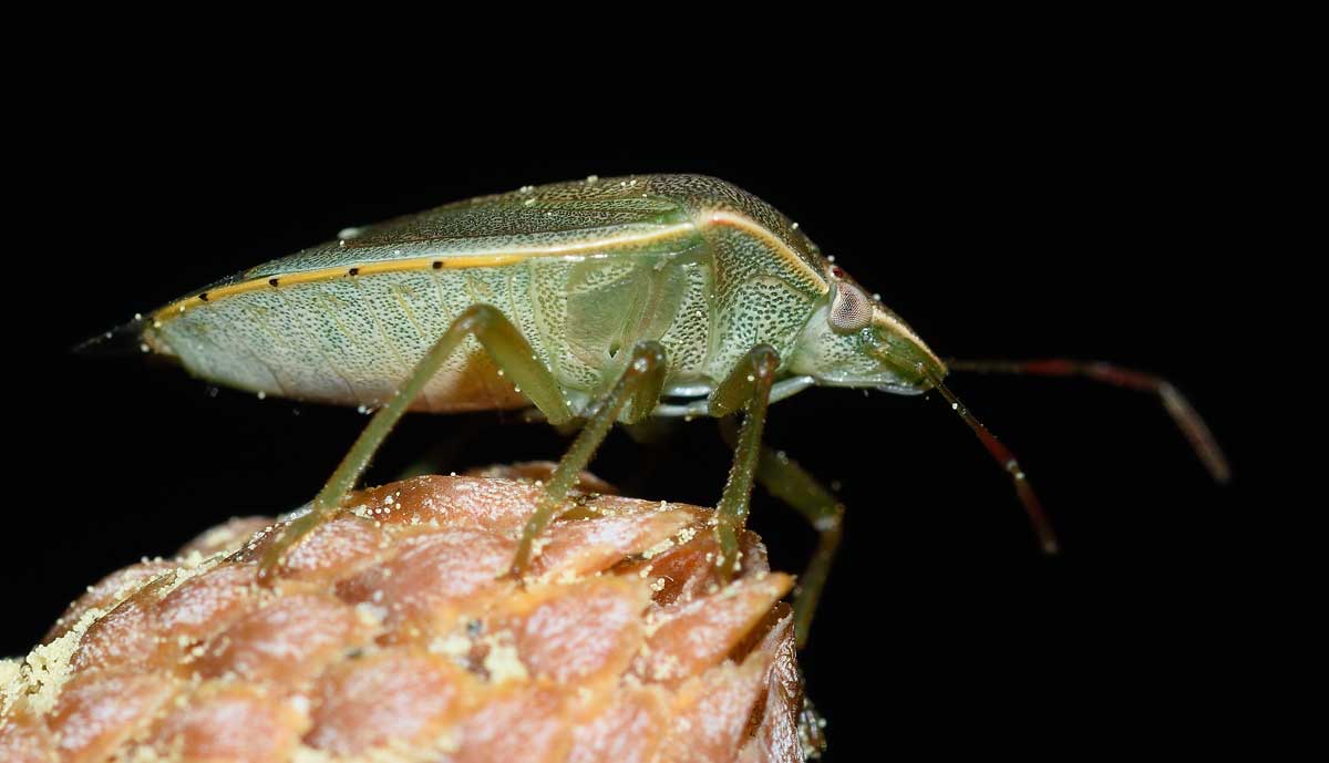 Pentatomidae: Acrosternum heegeri
