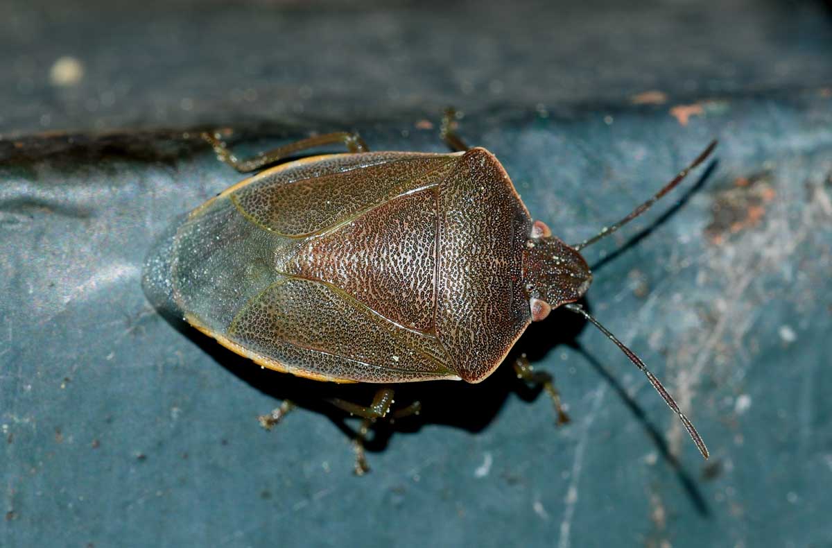 Pentatomidae: Acrosternum heegeri