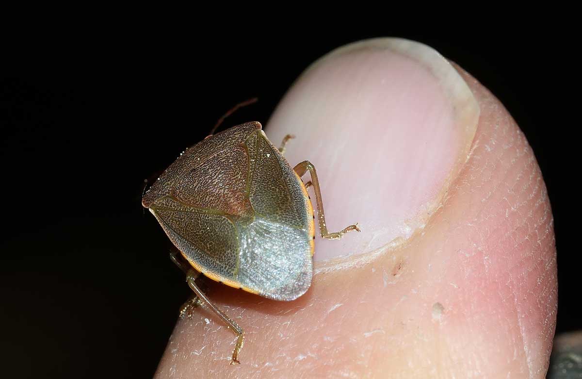 Pentatomidae: Acrosternum heegeri