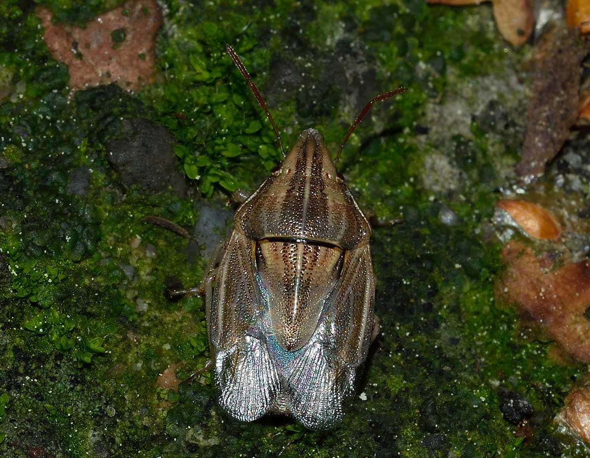 Pentatomidae:  Aelia acuminata