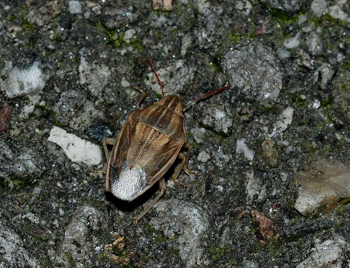 Pentatomidae:  Aelia acuminata