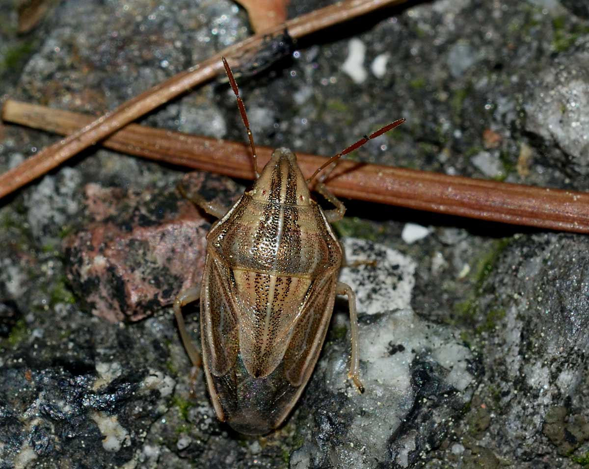 Pentatomidae:  Aelia acuminata