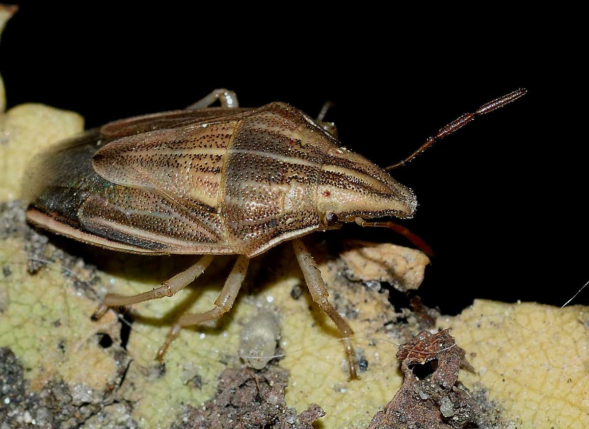 Pentatomidae:  Aelia acuminata