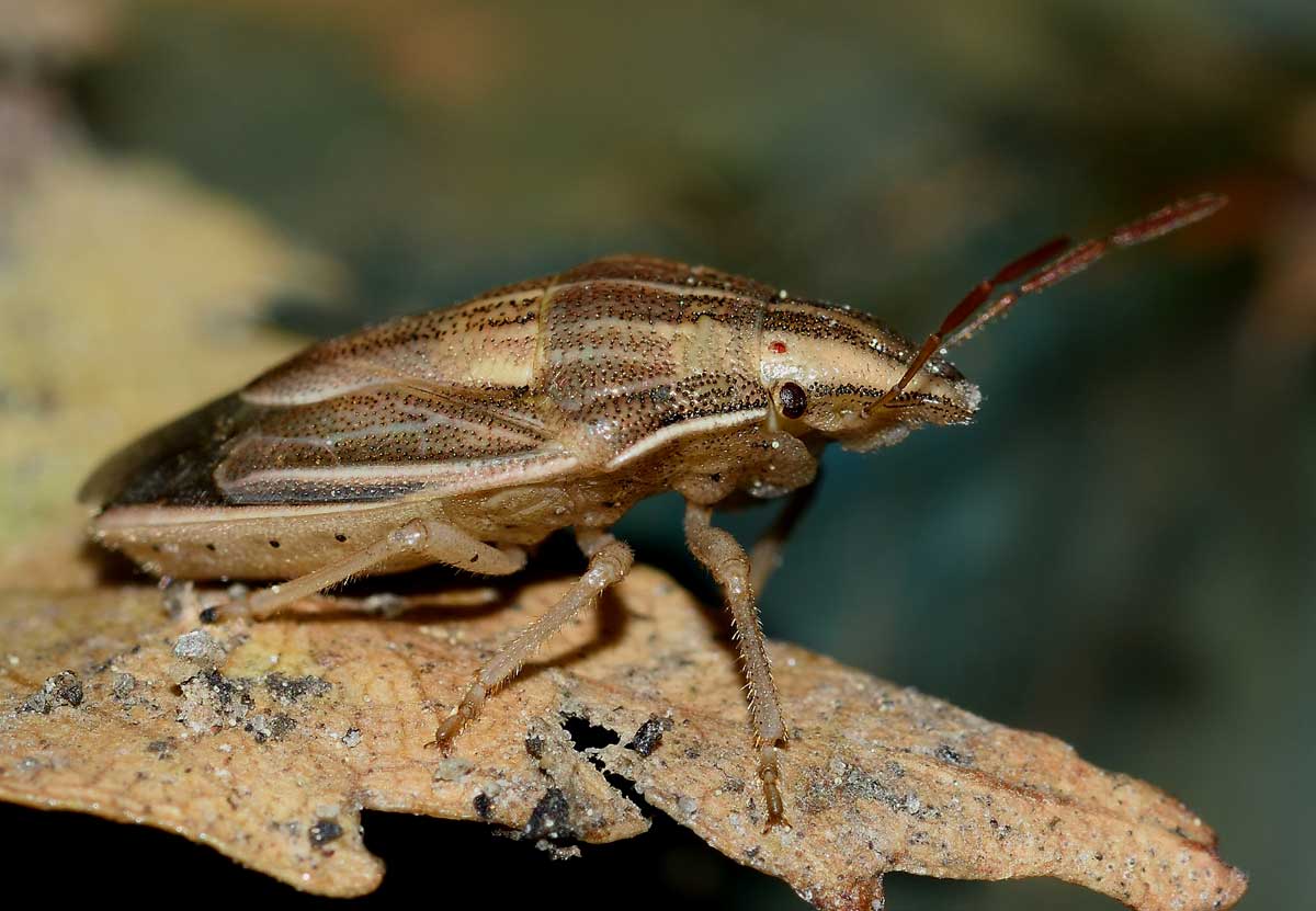 Pentatomidae:  Aelia acuminata