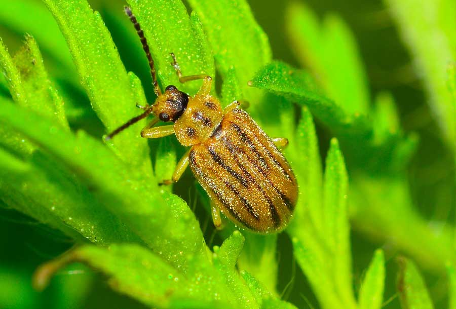 Ophraella communa (Chrysomelidae)