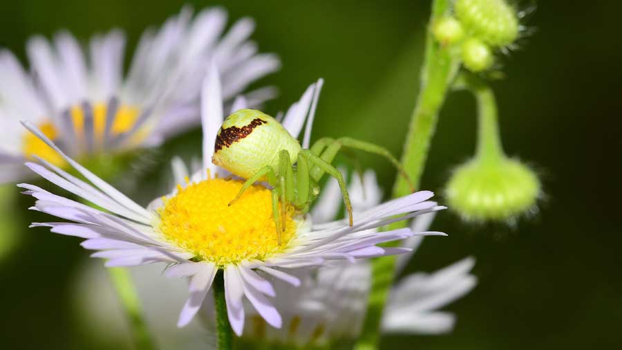 Ebrechtella tricuspidata - Novara