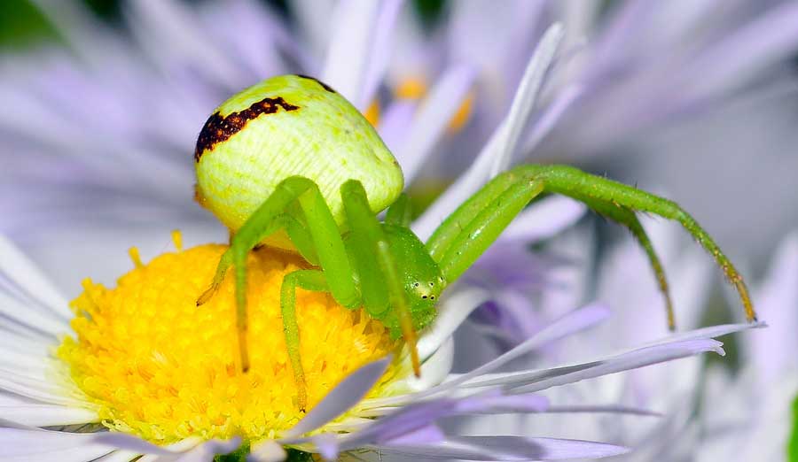 Ebrechtella tricuspidata - Novara