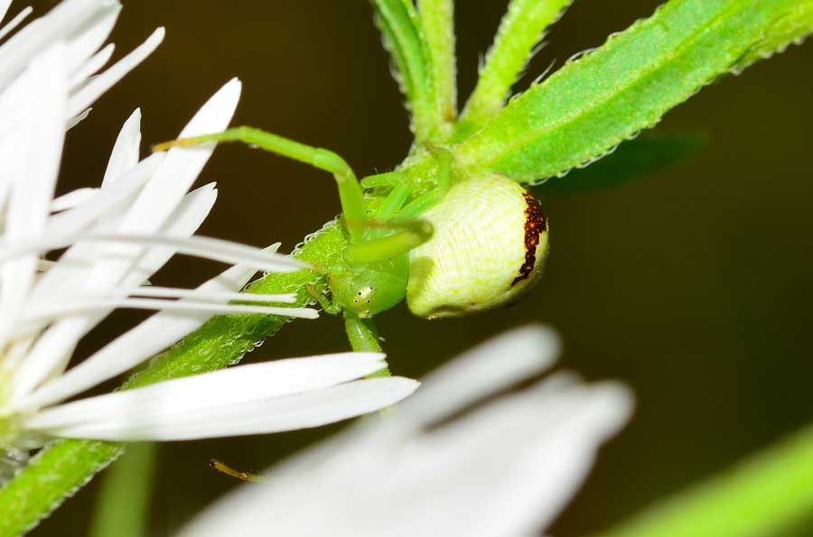 Ebrechtella tricuspidata - Novara