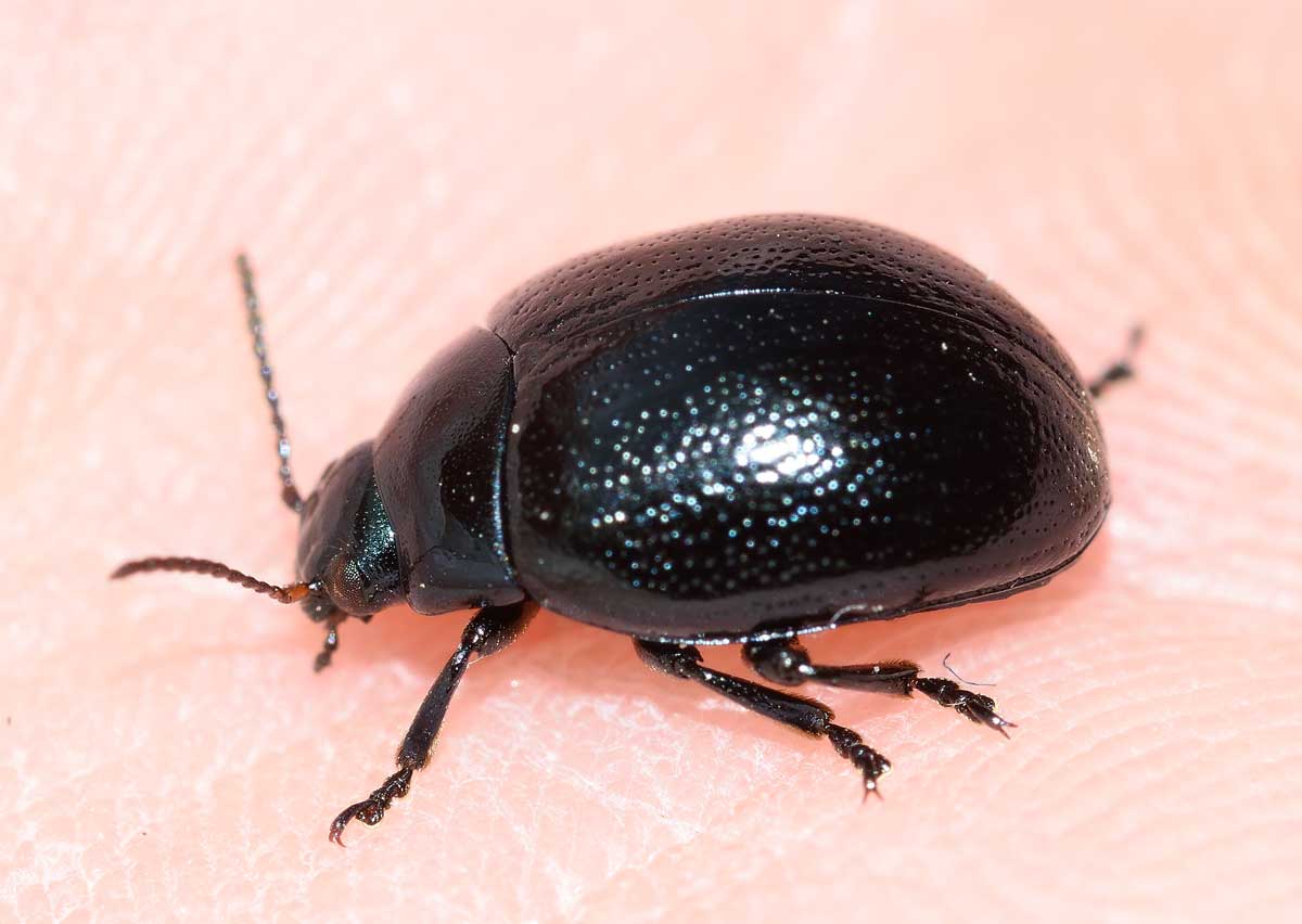 Chrysolina (Colaphodes) haemoptera, Chrysomelidae