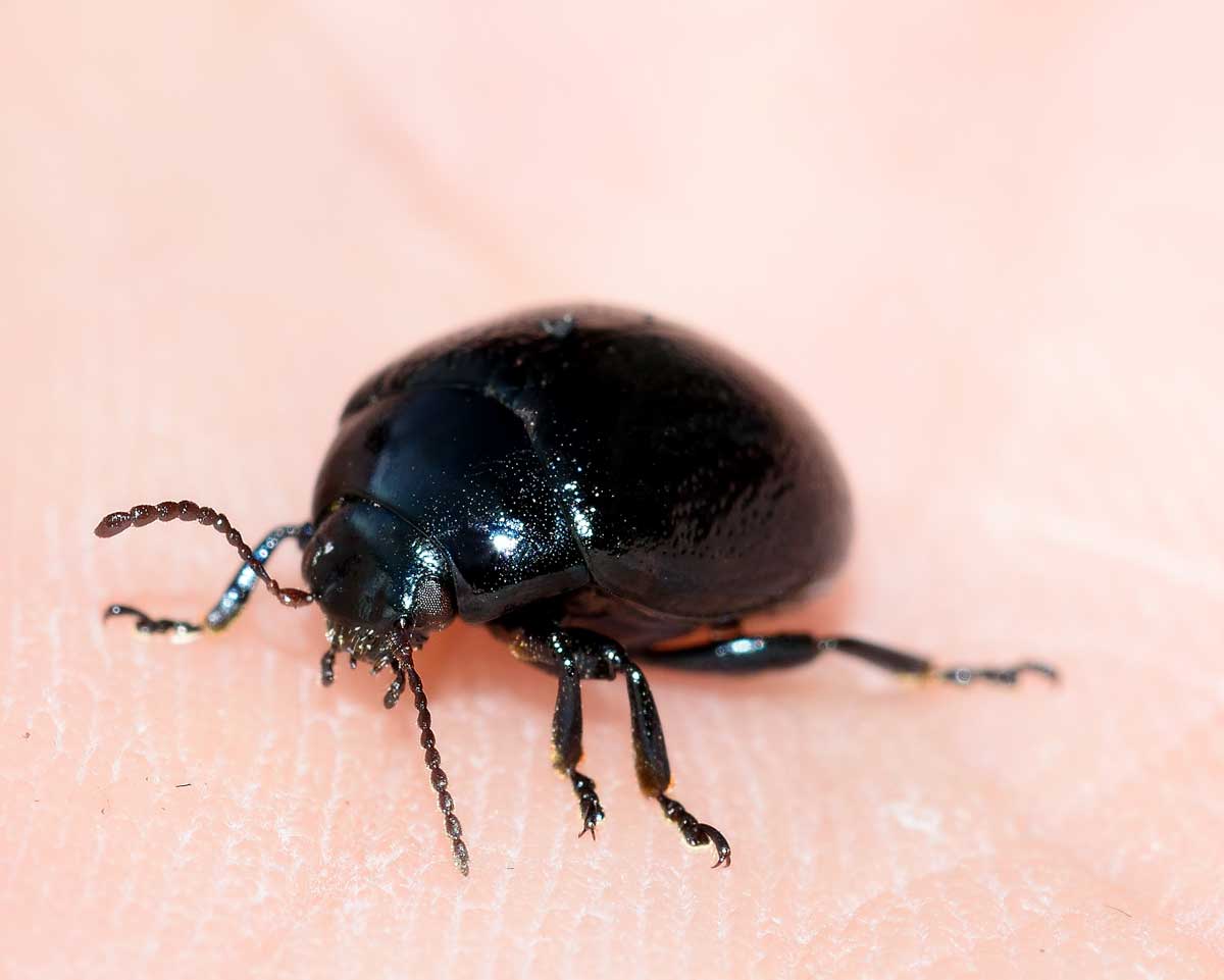 Chrysolina (Colaphodes) haemoptera, Chrysomelidae