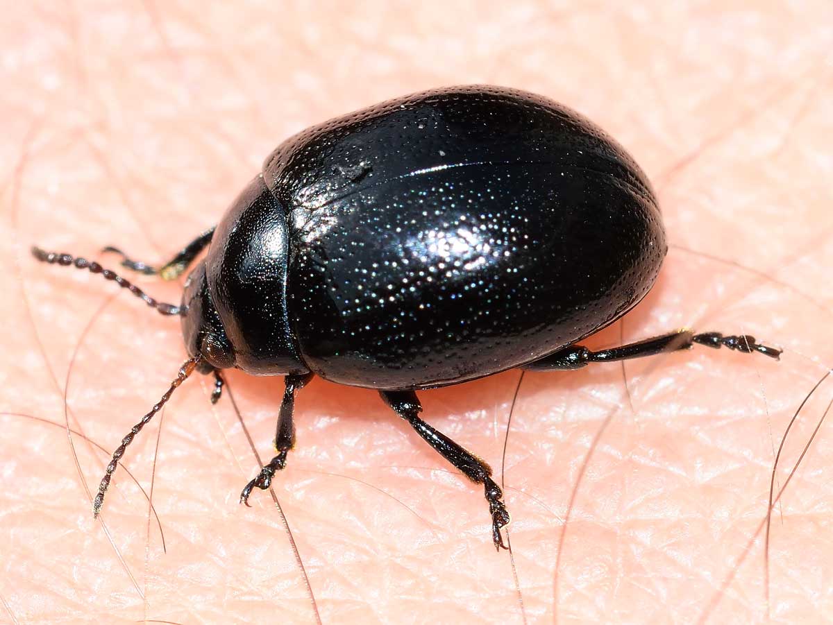 Chrysolina (Colaphodes) haemoptera, Chrysomelidae