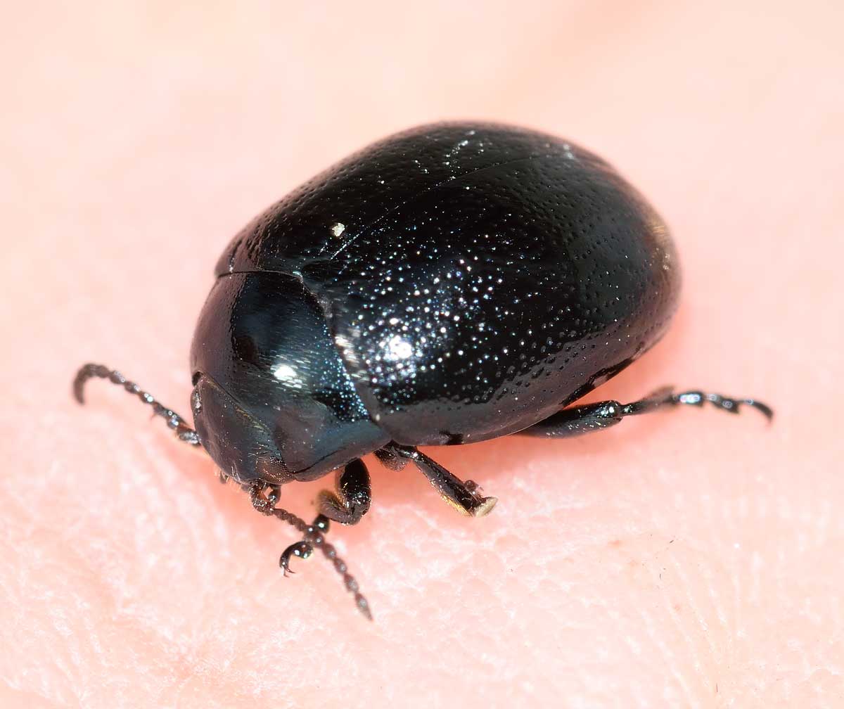 Chrysolina (Colaphodes) haemoptera, Chrysomelidae