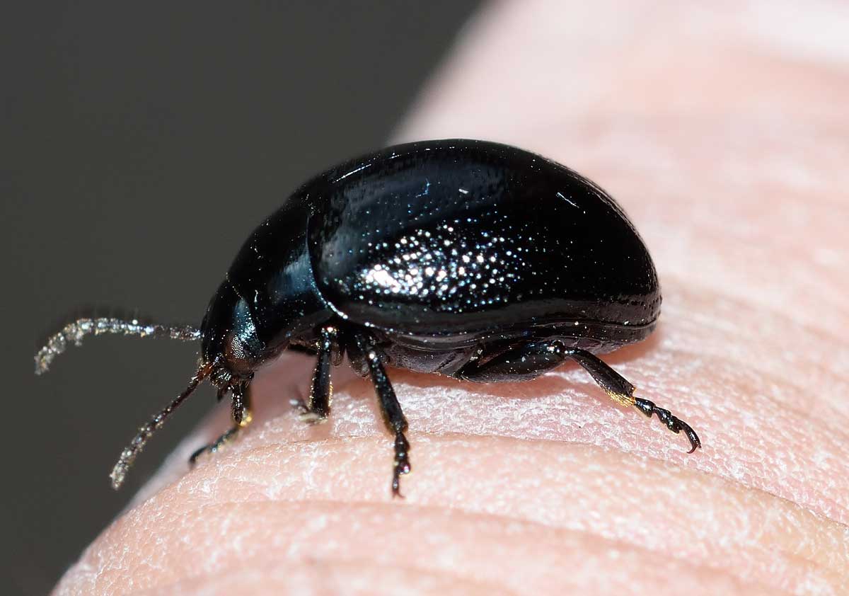 Chrysolina (Colaphodes) haemoptera, Chrysomelidae