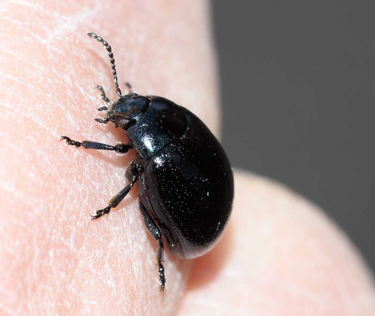 Chrysolina (Colaphodes) haemoptera, Chrysomelidae