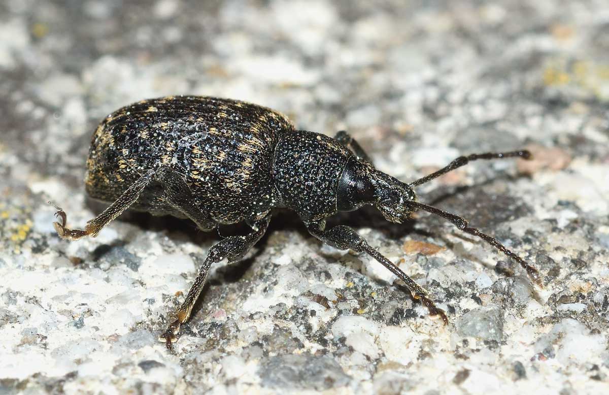 Otiorhynchus (Dorymerus) sulcatus, Curculionidae