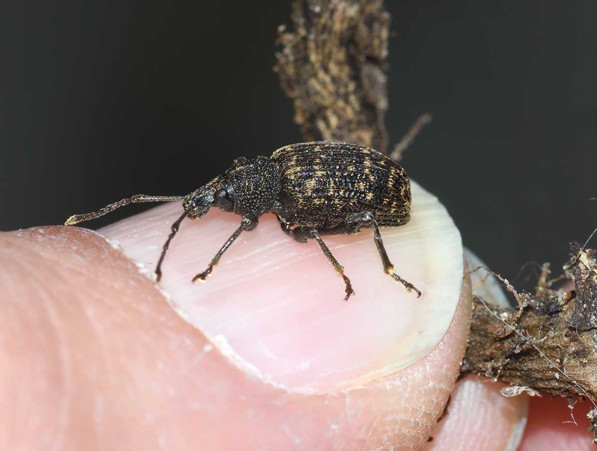 Otiorhynchus (Dorymerus) sulcatus, Curculionidae
