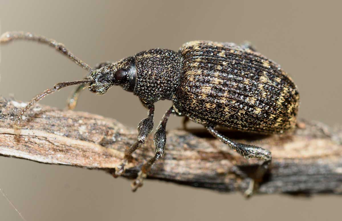 Otiorhynchus (Dorymerus) sulcatus, Curculionidae