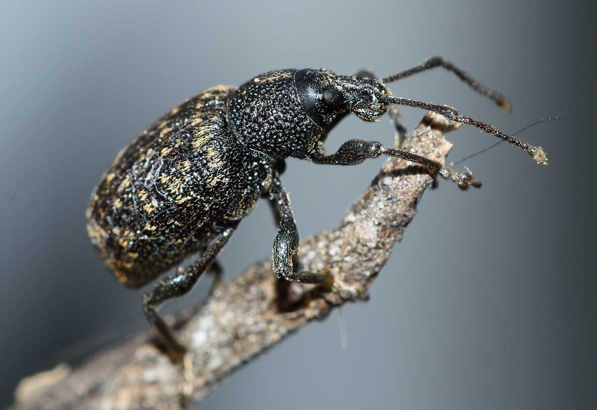 Otiorhynchus (Dorymerus) sulcatus, Curculionidae